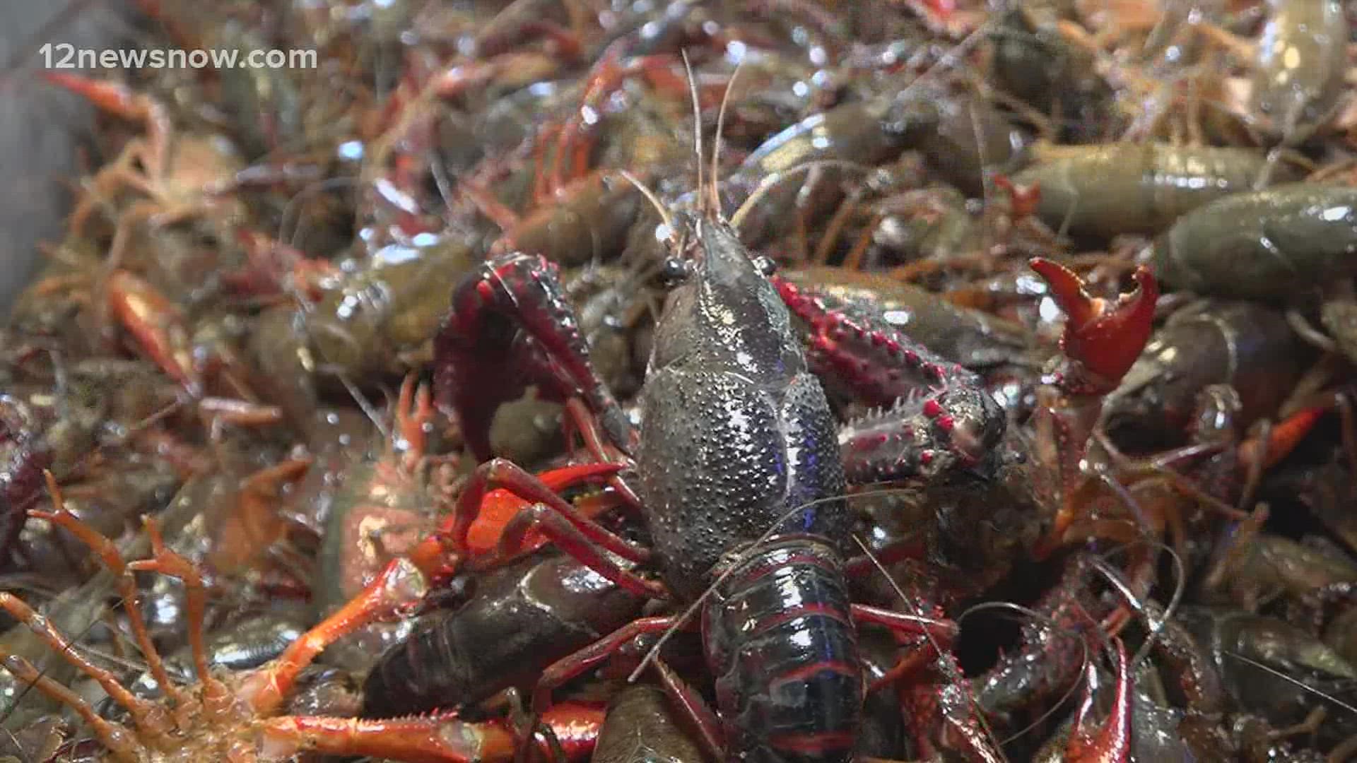 Boiling crawfish at this time of the year is a tradition for some Southeast Texas families. Buyers have reported paying as much as $10 per pound.