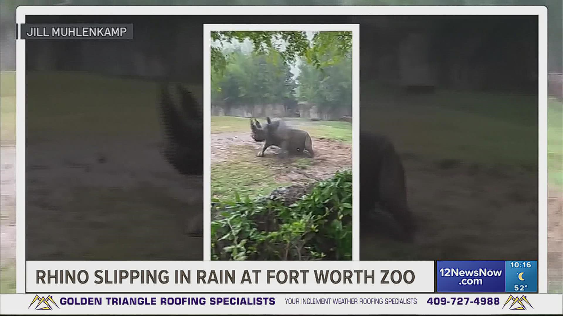 Students on a field trip to a zoo in Fort Worth, Texas, enjoyed watching a rhinoceros run around in the rain and slide in the mud.