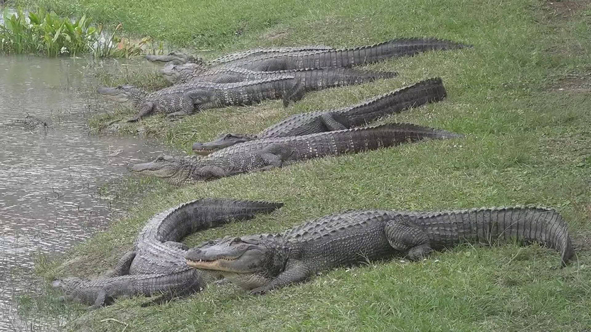 A new show, "Texas Gator Savers" follows Gary Saurage and his team at Gator Country across Southeast Texas as they do what they do best.