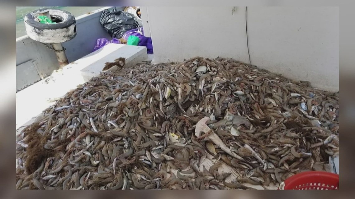 SETX hope new bills will stop import of shrimp - Vimarsana News
