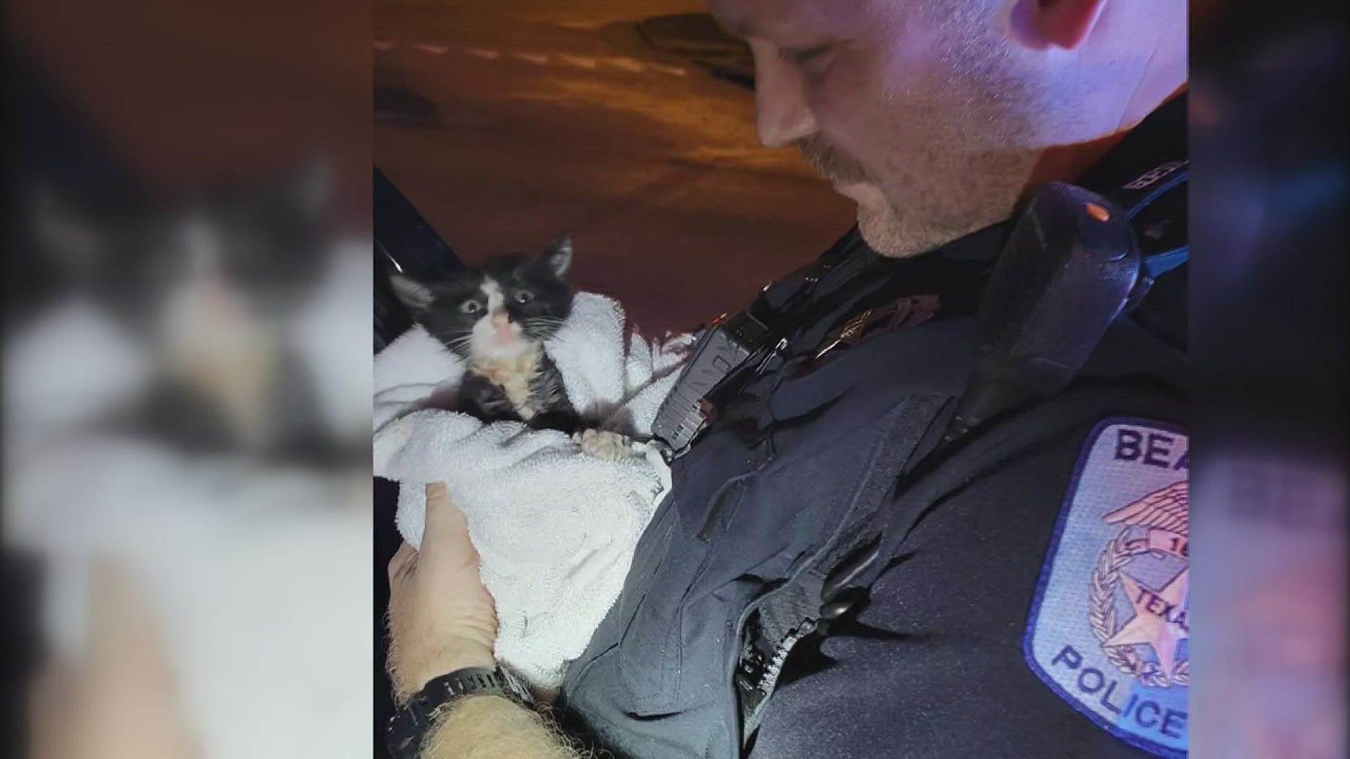 A kitten recently rescued from a storm drain is now in need of a forever home.