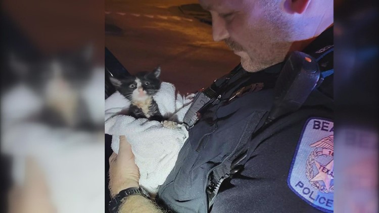 Kitten rescued just before storm is now up for adoption in Beaumont