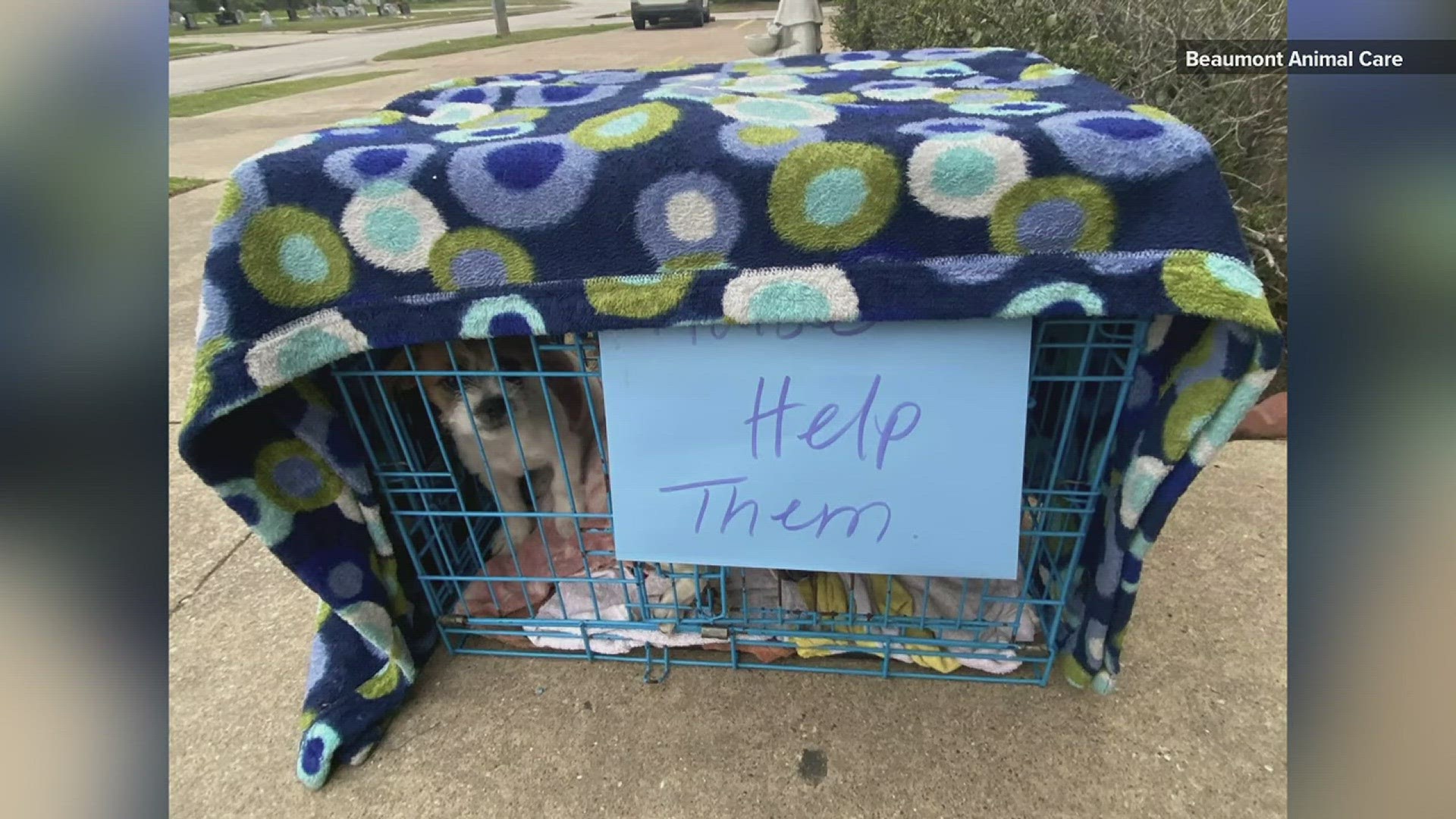 Pearland Parvo Recovery Center taking in sick puppies abandoned at Beaumont Animal Care