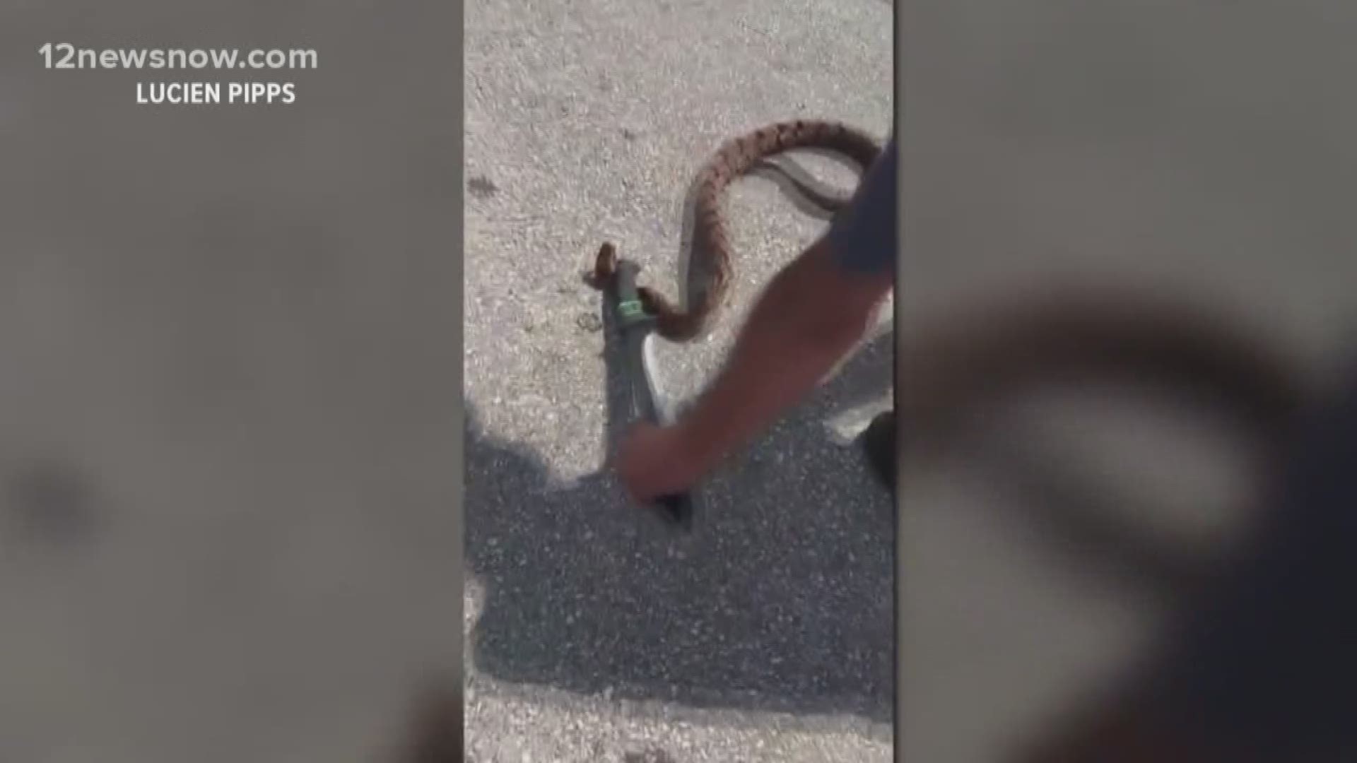 The rattlesnake was found in the parking lot of the shopping center on the corner of Dowlen Road and Concord. 