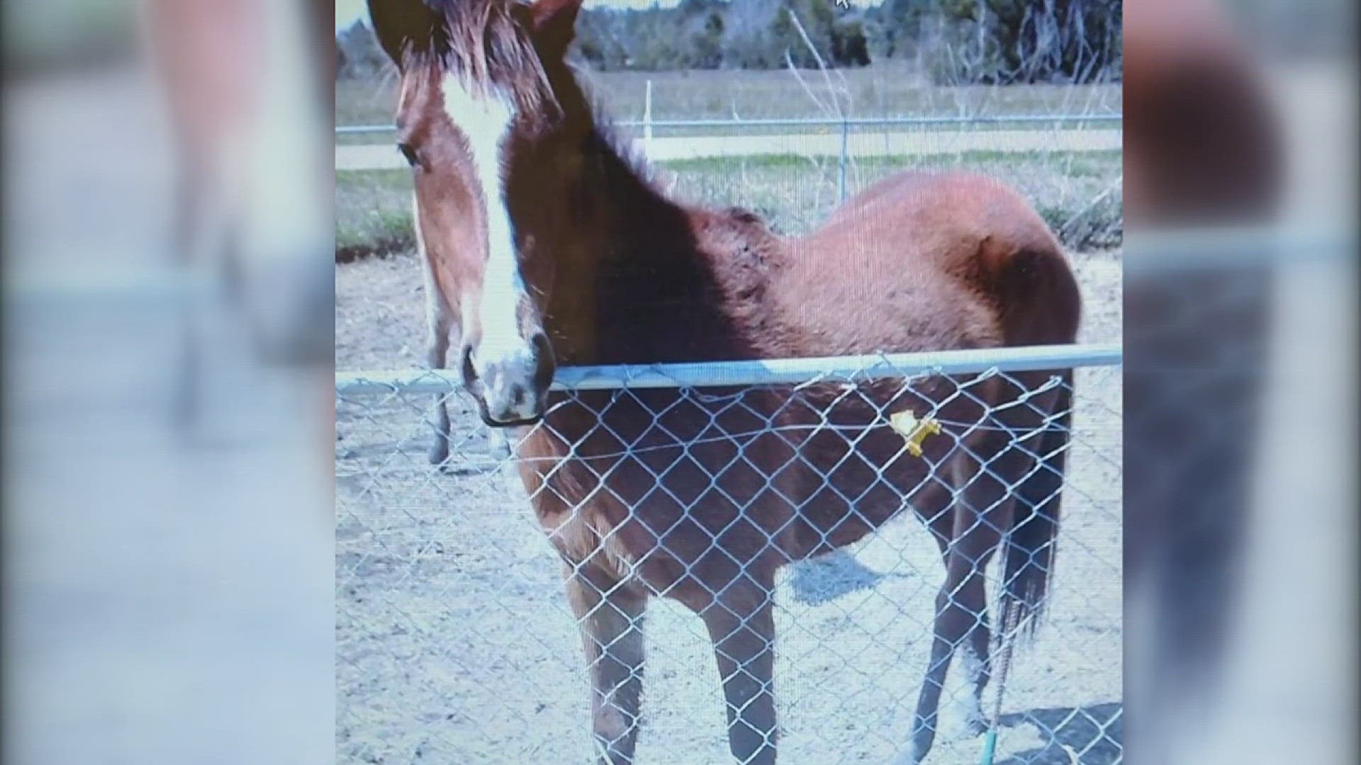 Several reports of horse theft along Highway 62 in Orange have been made according to the OCSD.