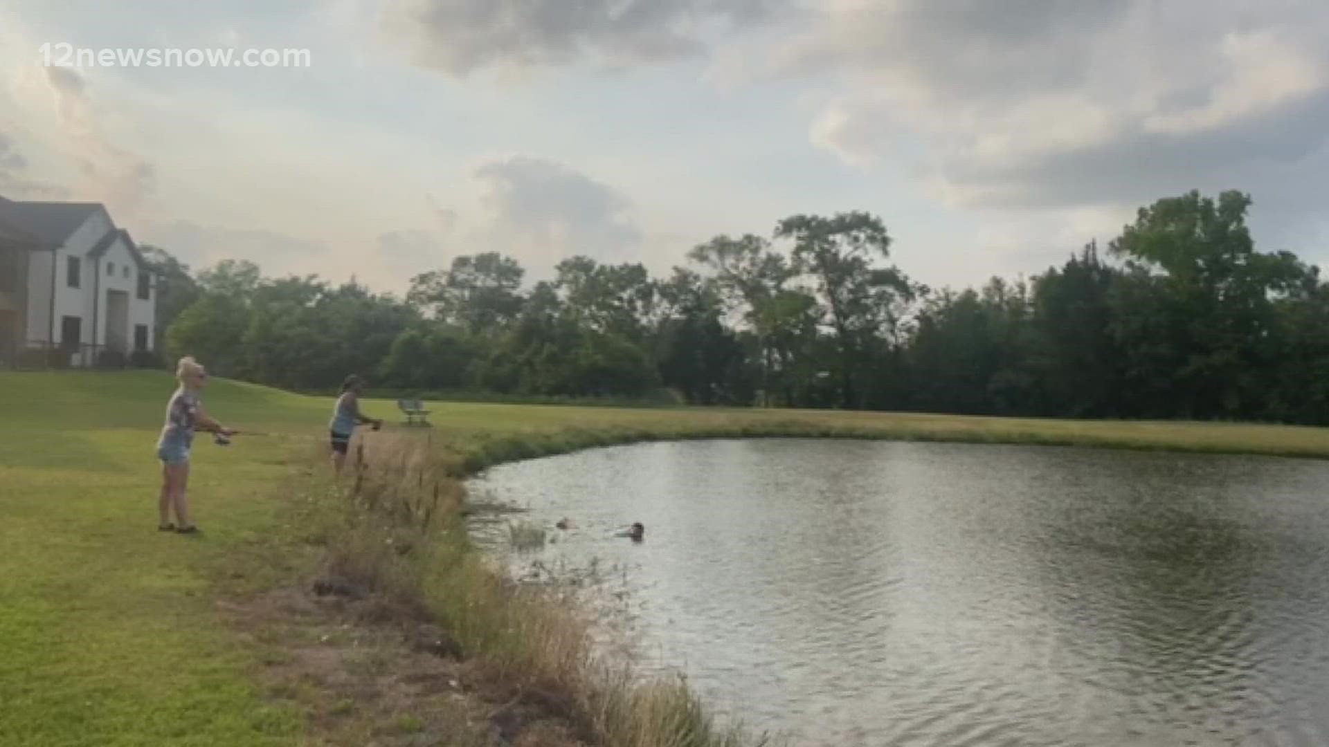 Day 4 gator hunt continues in pond behind Beaumont apartment complex