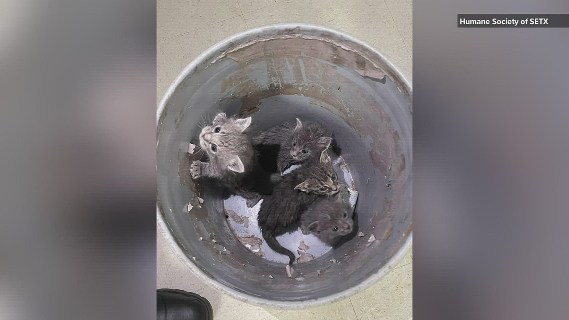 On Wednesday, April 3, Beaumont Animal Care employees arrived at work to find six kittens left in a bucket outside in the chilly morning air.