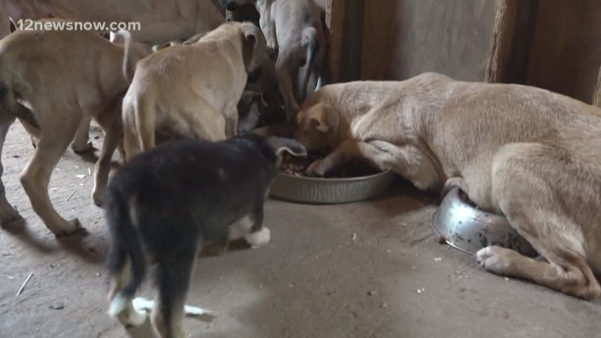 Michael Gray began taking in stray dogs months ago, but things got out of hand.