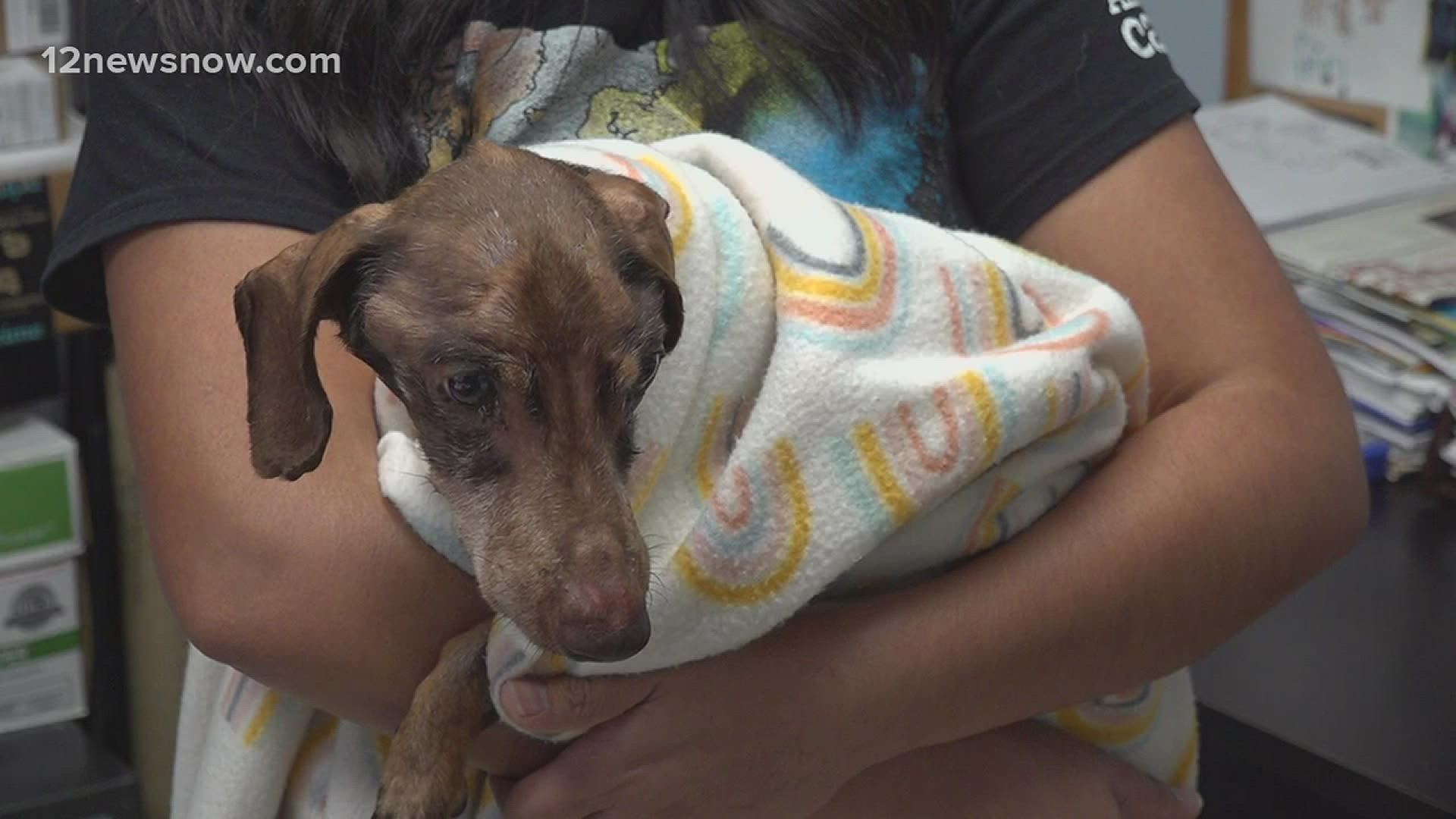 Southeast Texas animal lovers are celebrating a major win but also grieving a heartbreaking loss.