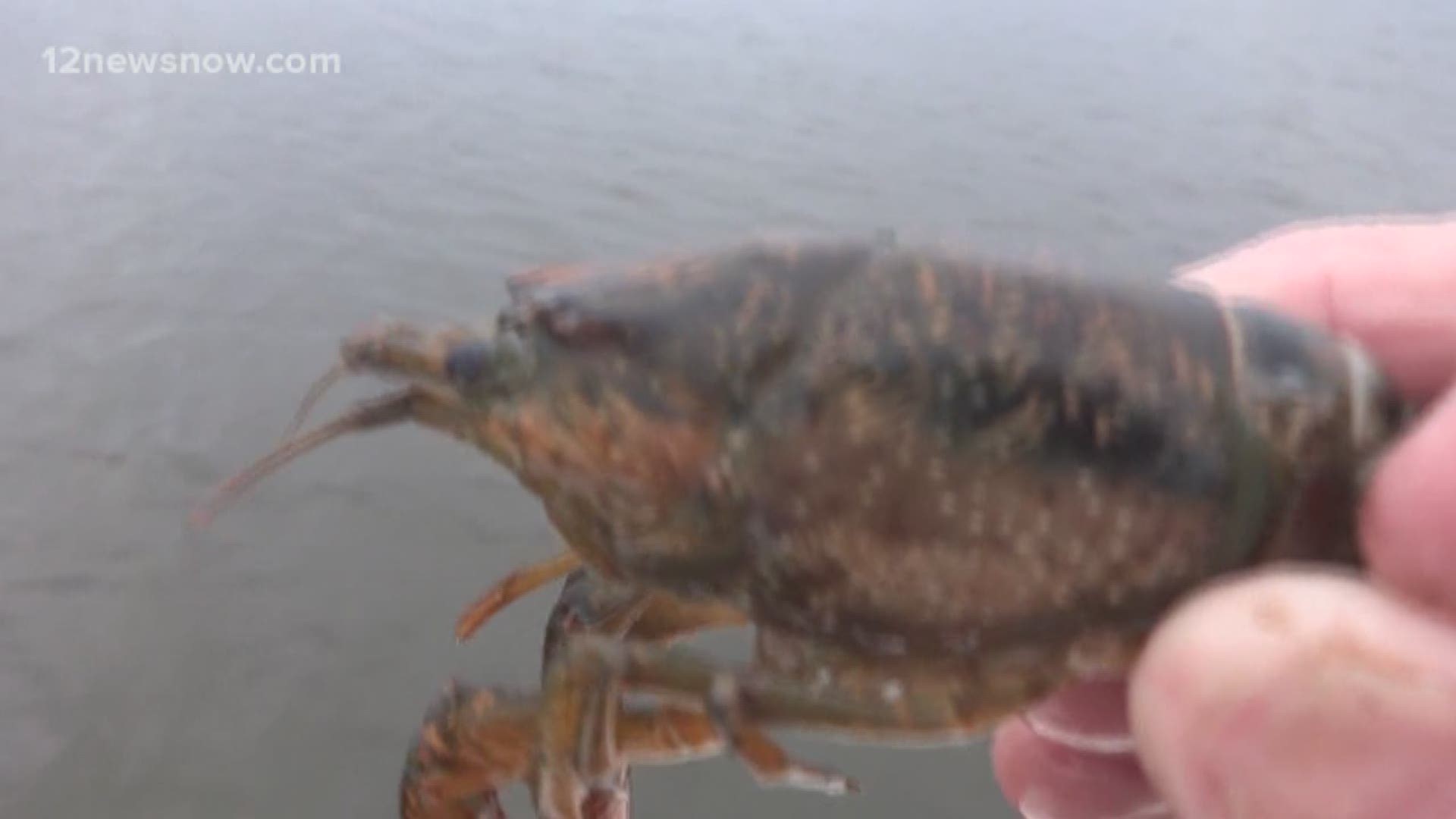 Giant crawfish left behind in live well