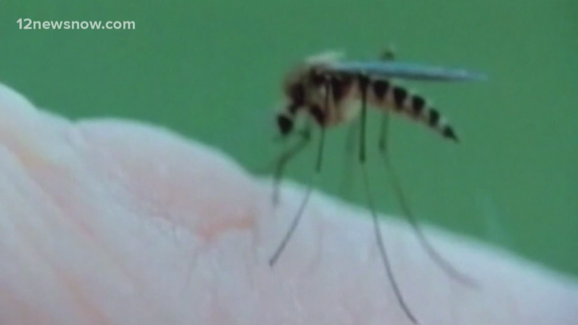 West Nile positve mosquitos found in Beaumont area