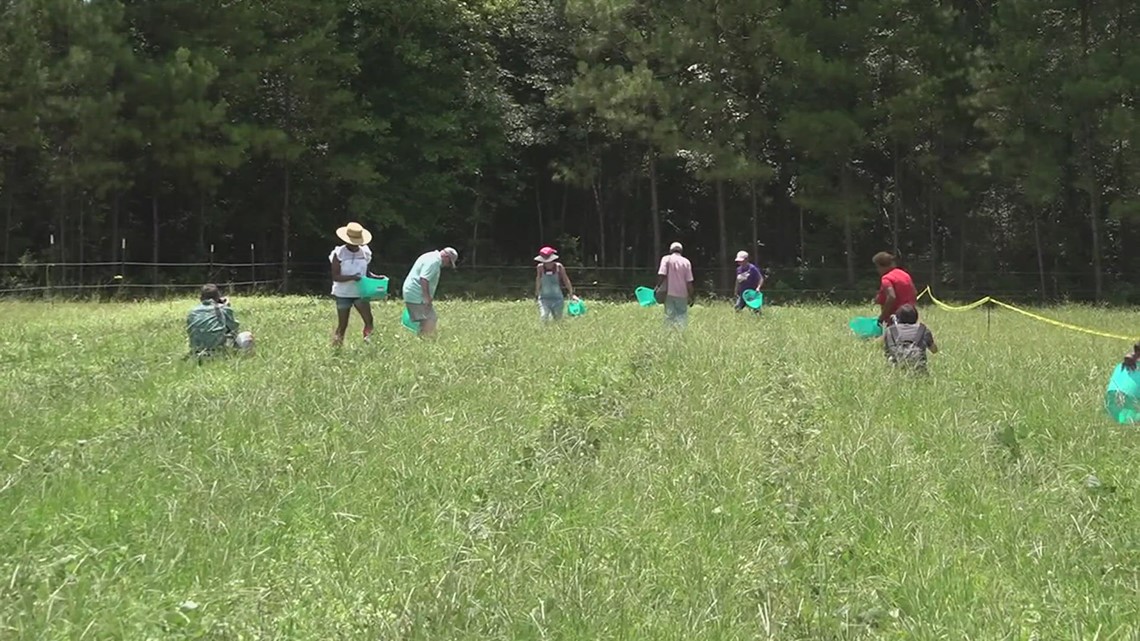 Hundreds gather at 2023 Texas Purple Hull Pea Festival