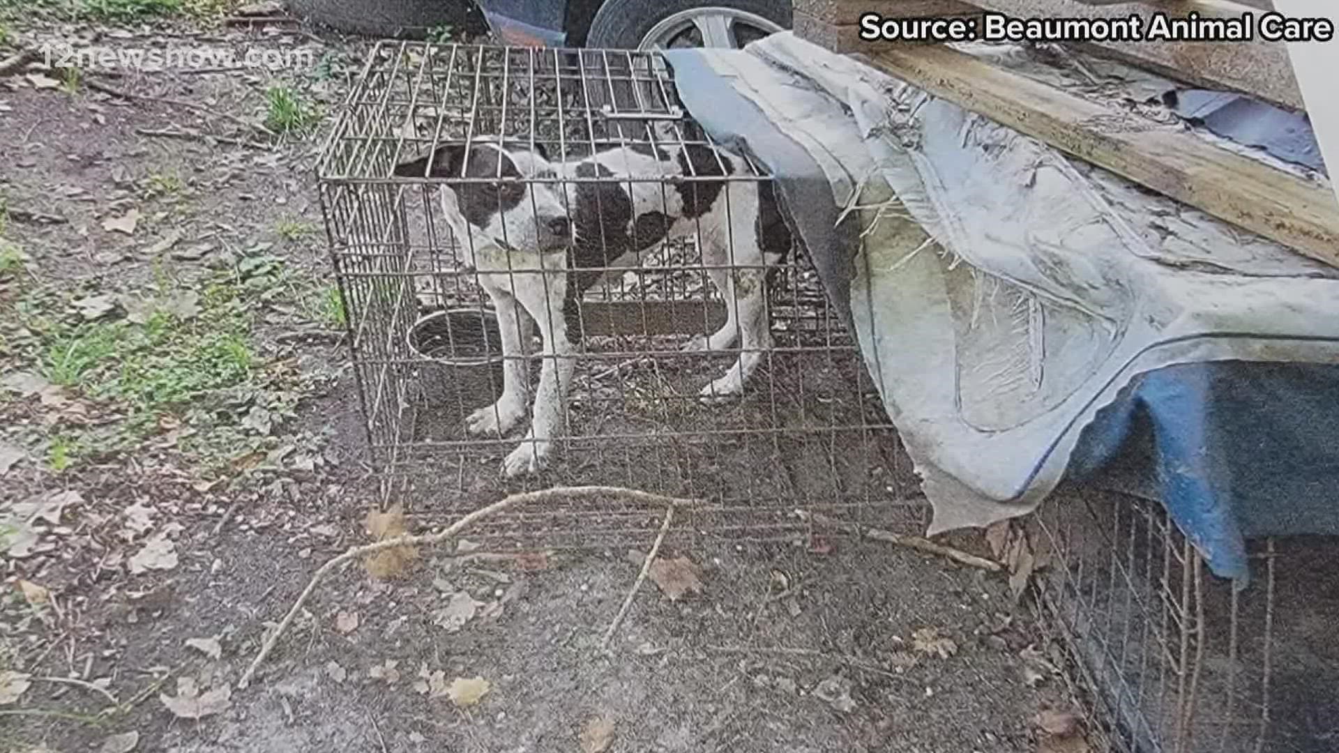 Beaumont Animal Care officers rescued 5 dogs from deplorable living conditions