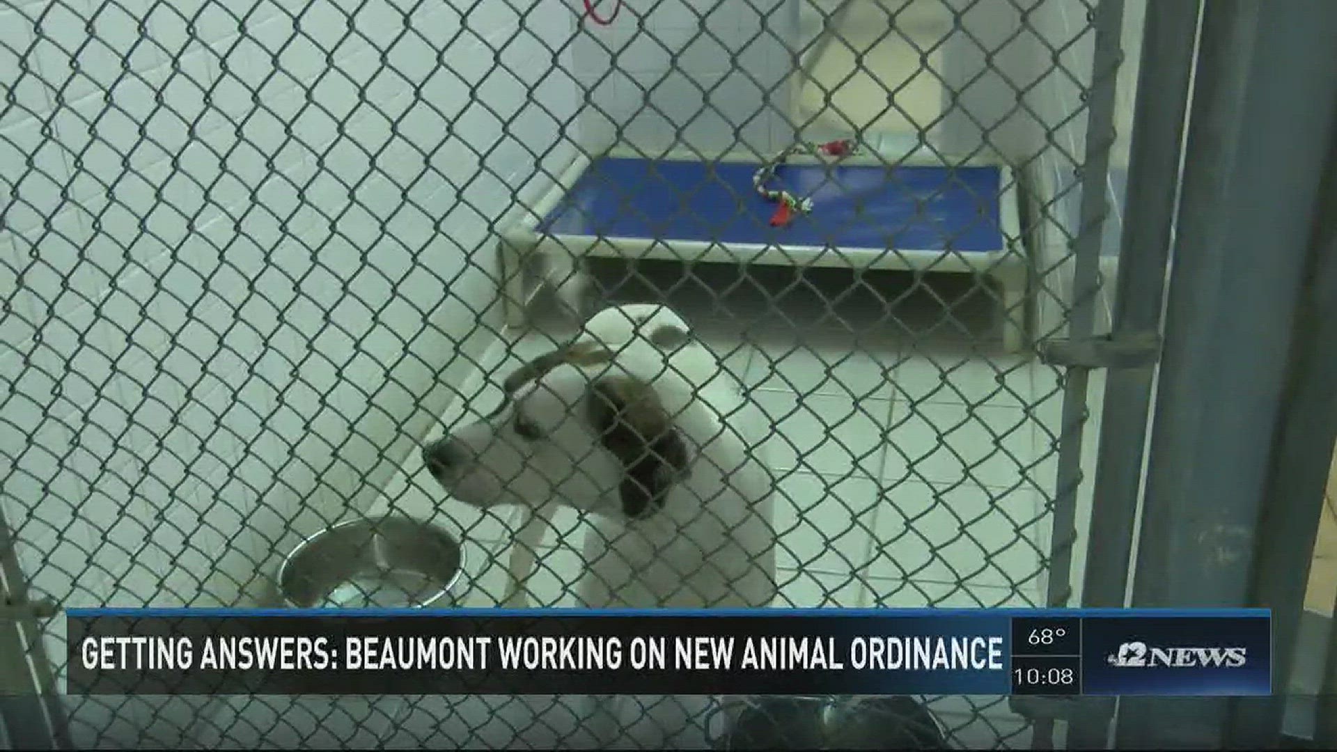 City of Beaumont working on new animal control ordinance