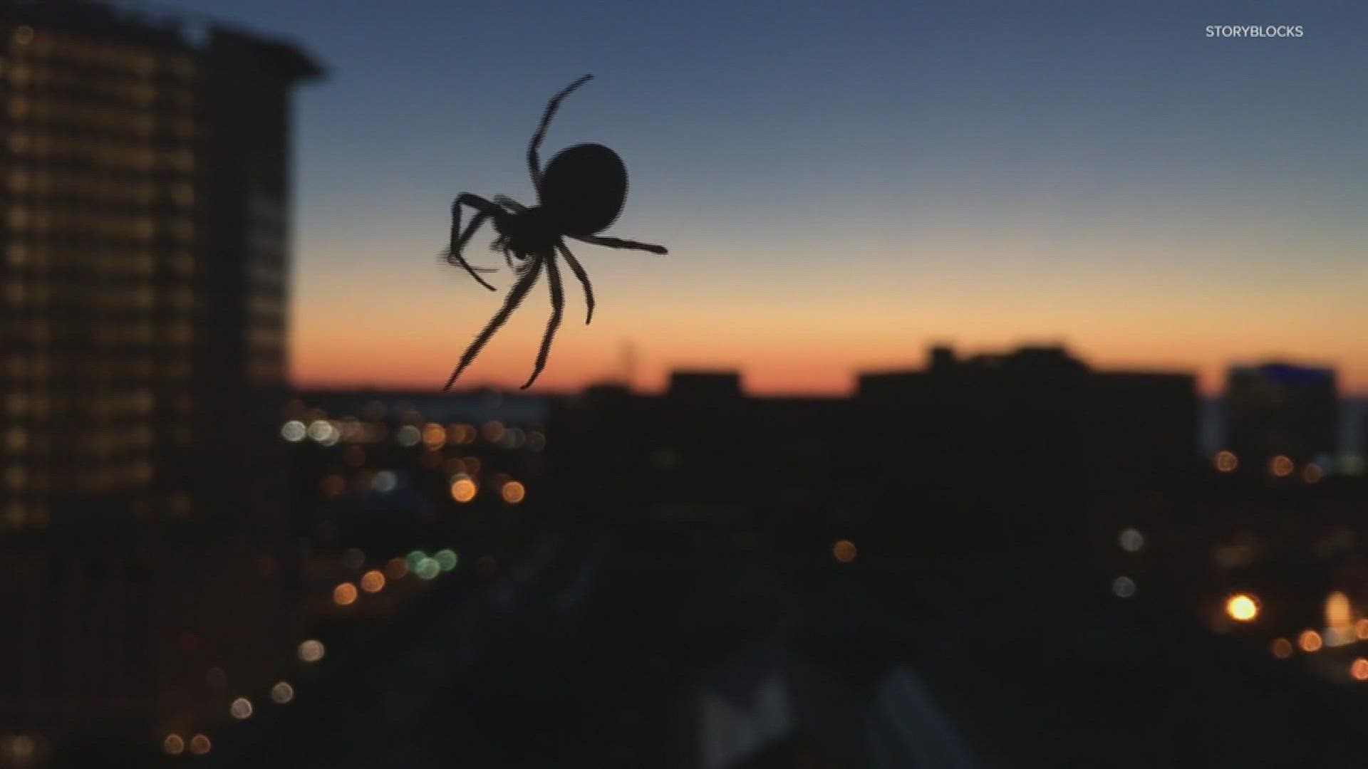 Verify Do humans regularly swallow spiders while sleeping