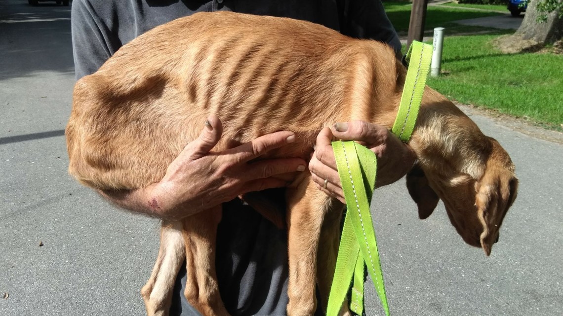 Rose City man charged with 20 counts of animal cruelty after dogs found ...