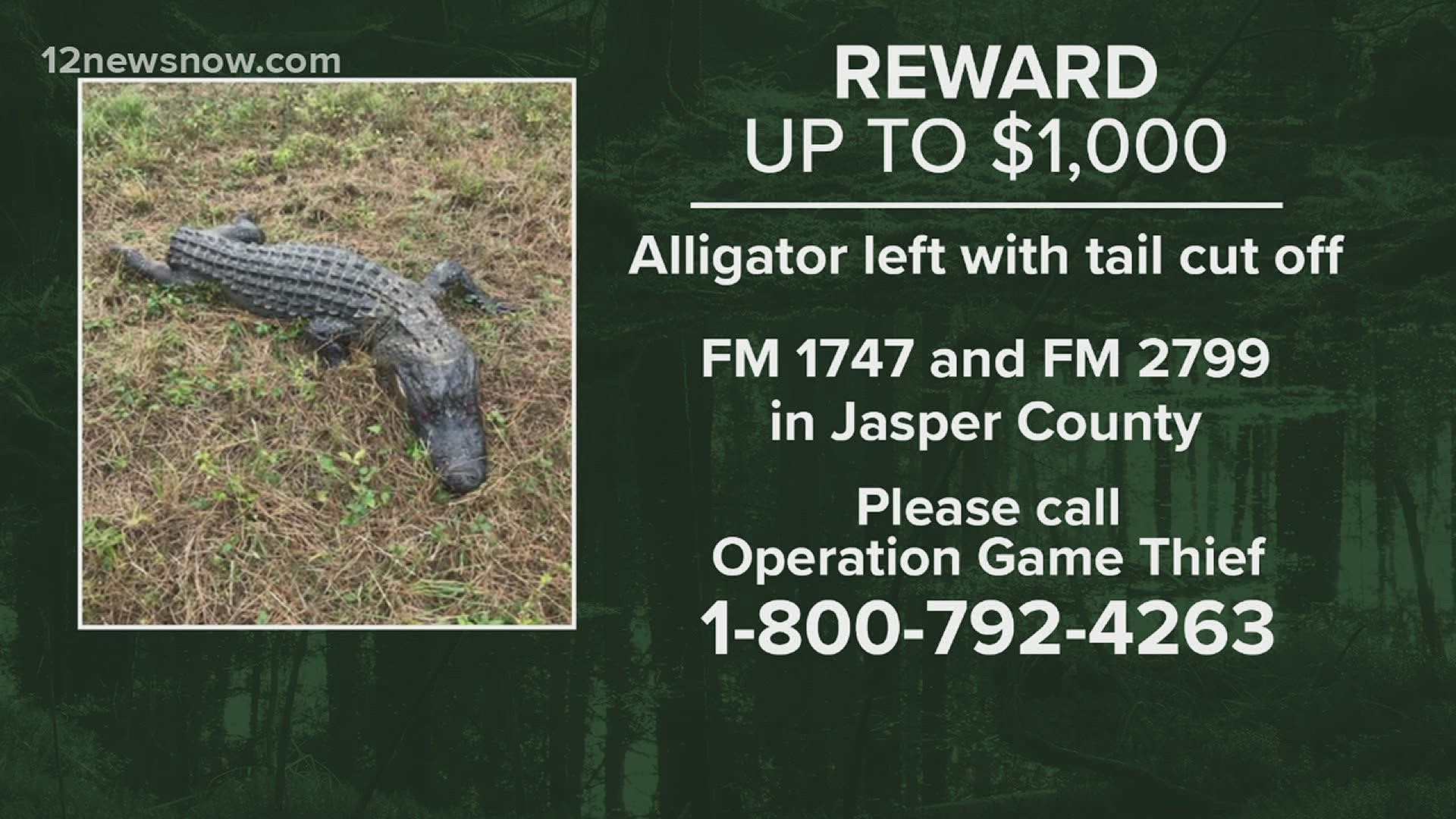 The gator in the video was still alive, but totally missing his tail.