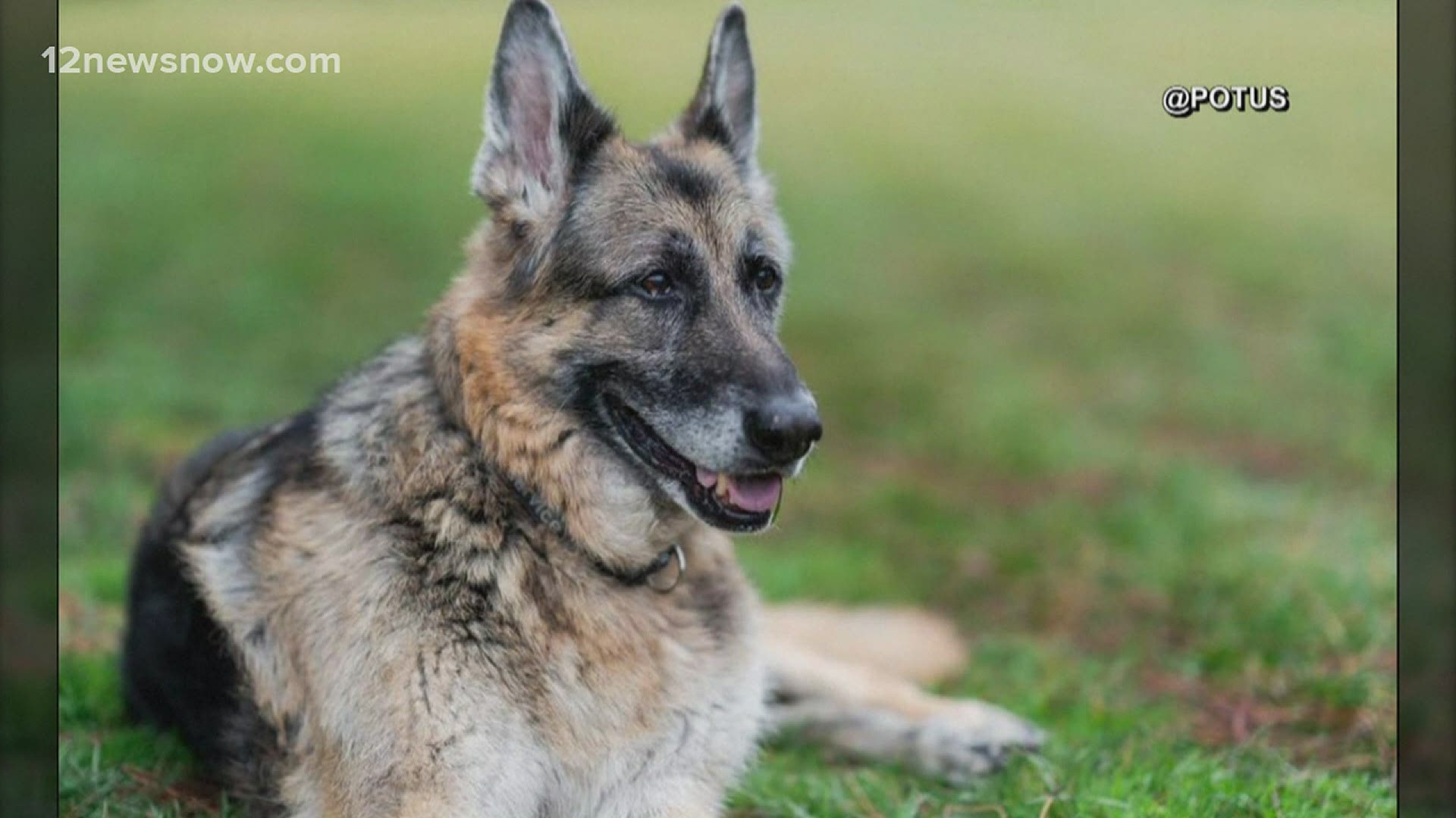 13-year-old Champ died peacefully in his home.