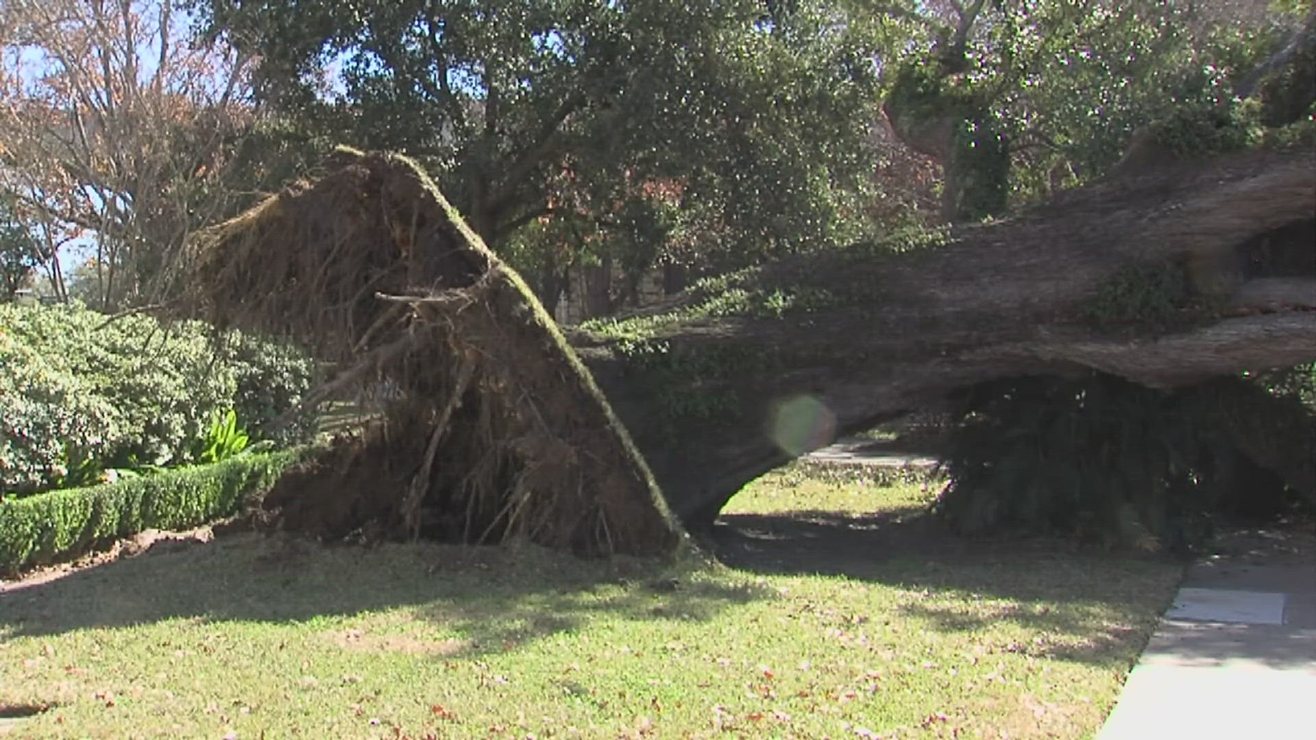 City crews are working to remove the tree and repair damage to an irrigation system.