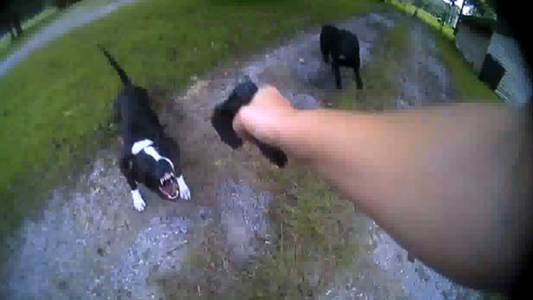 can a taser gun kill a dog