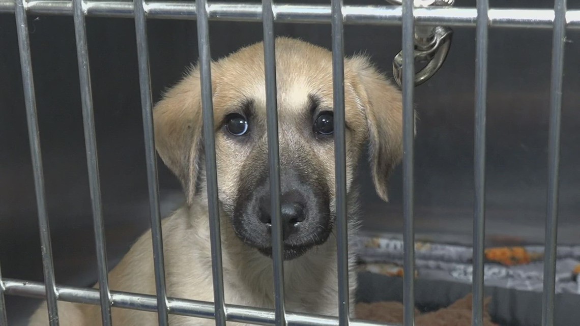 You can foster a pet for the holidays at Beaumont Animal Care