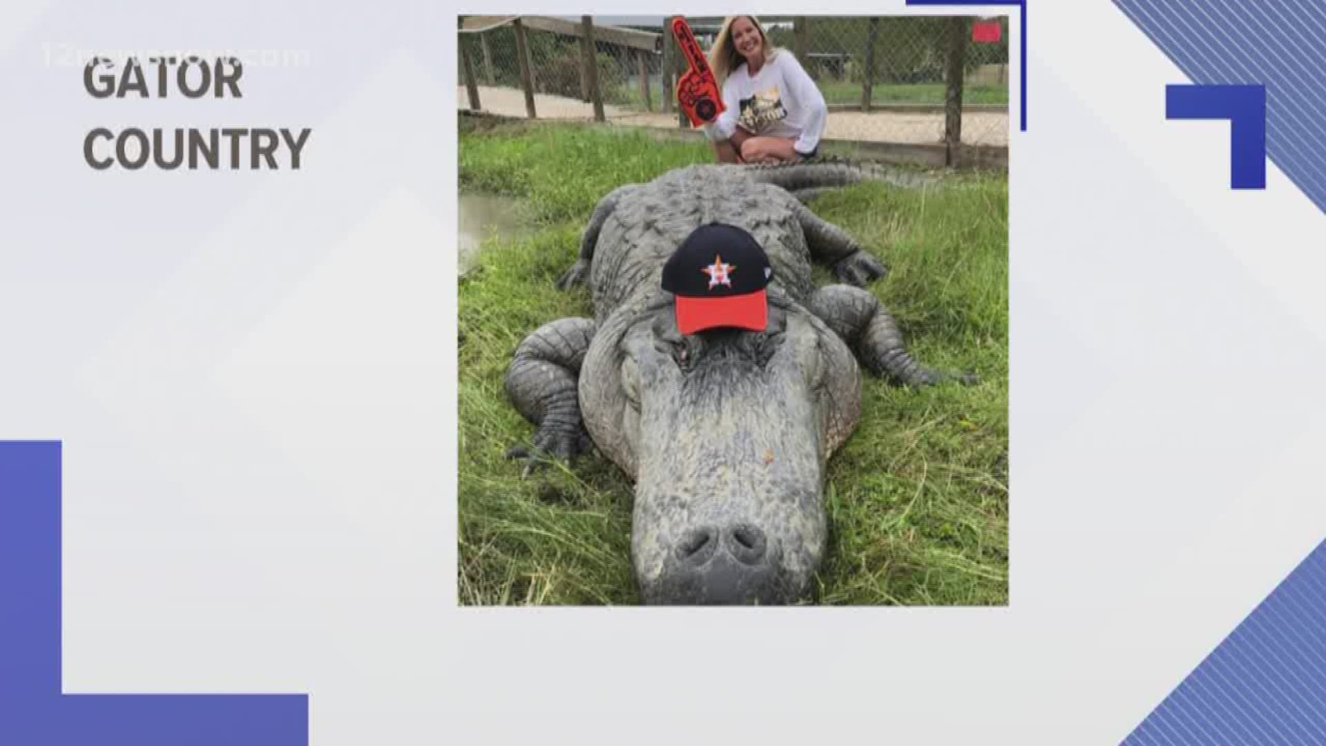 Meet the Astros' biggest fan 'Big Tex the Gator