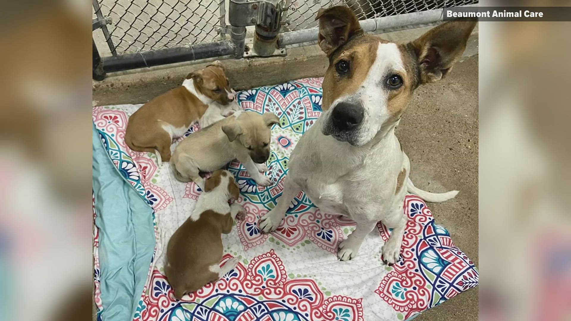 It didn't take long for the rookie Beaumont Animal Care Officer to earn her stipes after getting a call about a mother dog and her puppies living underneath a home.