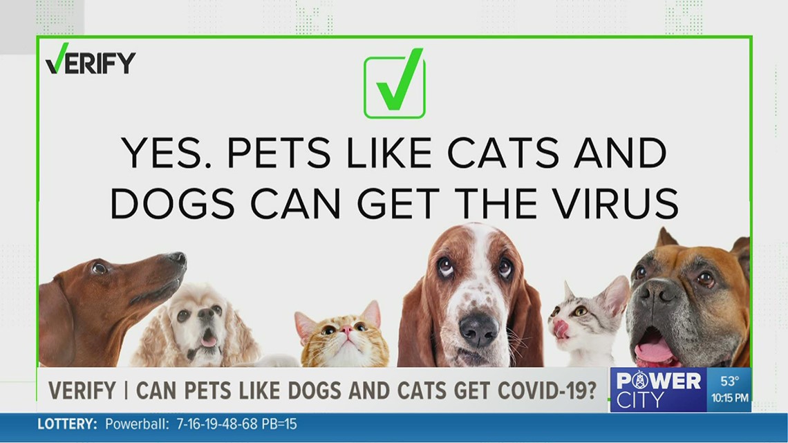 VERIFY Can pets like dogs and cats get COVID19?