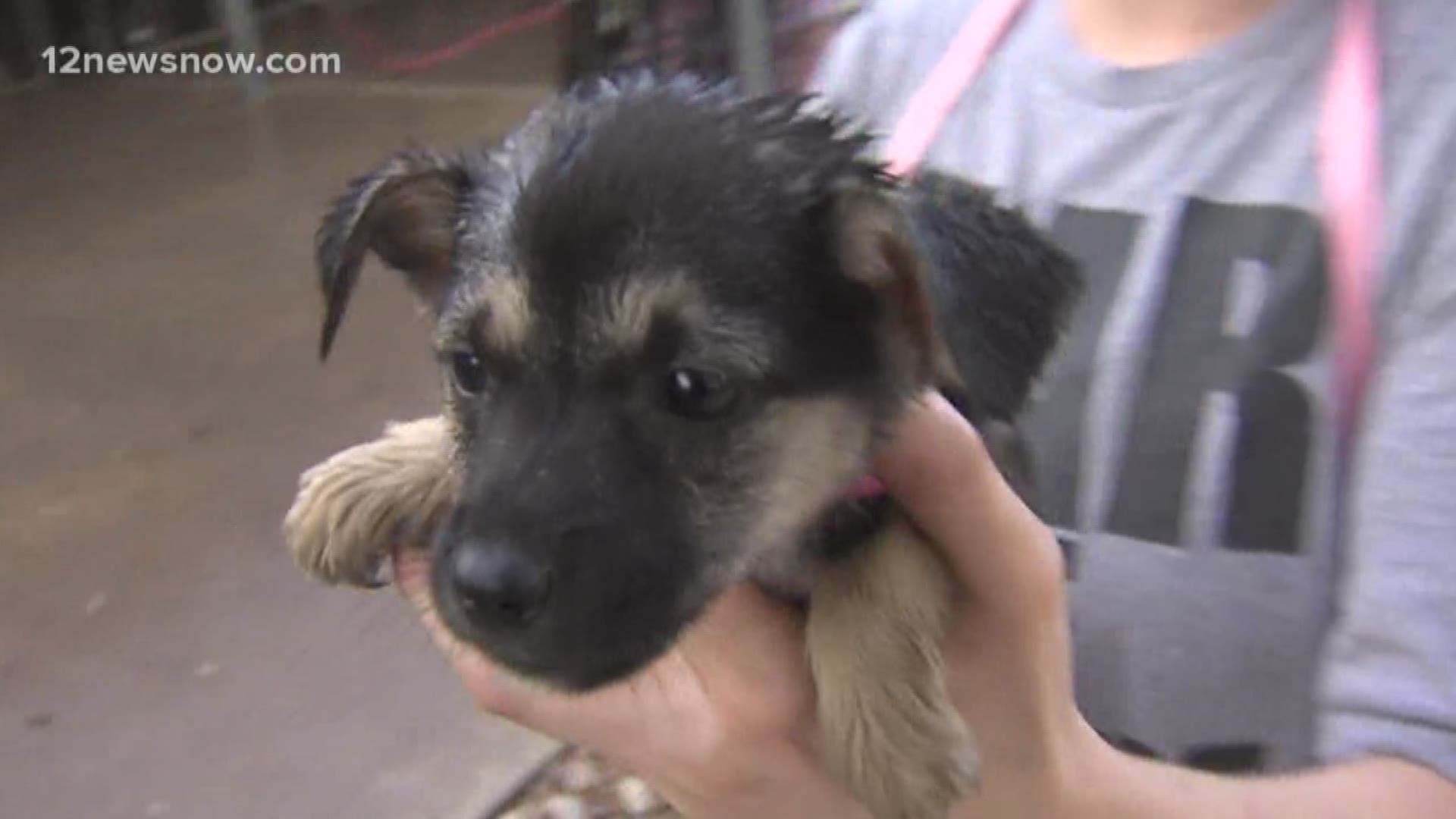 Can't think of a Christmas present? Look no further. This two-month-old chihuahua, Penelope is ready for a home! Visit 12newsnow.com/paws for more information.