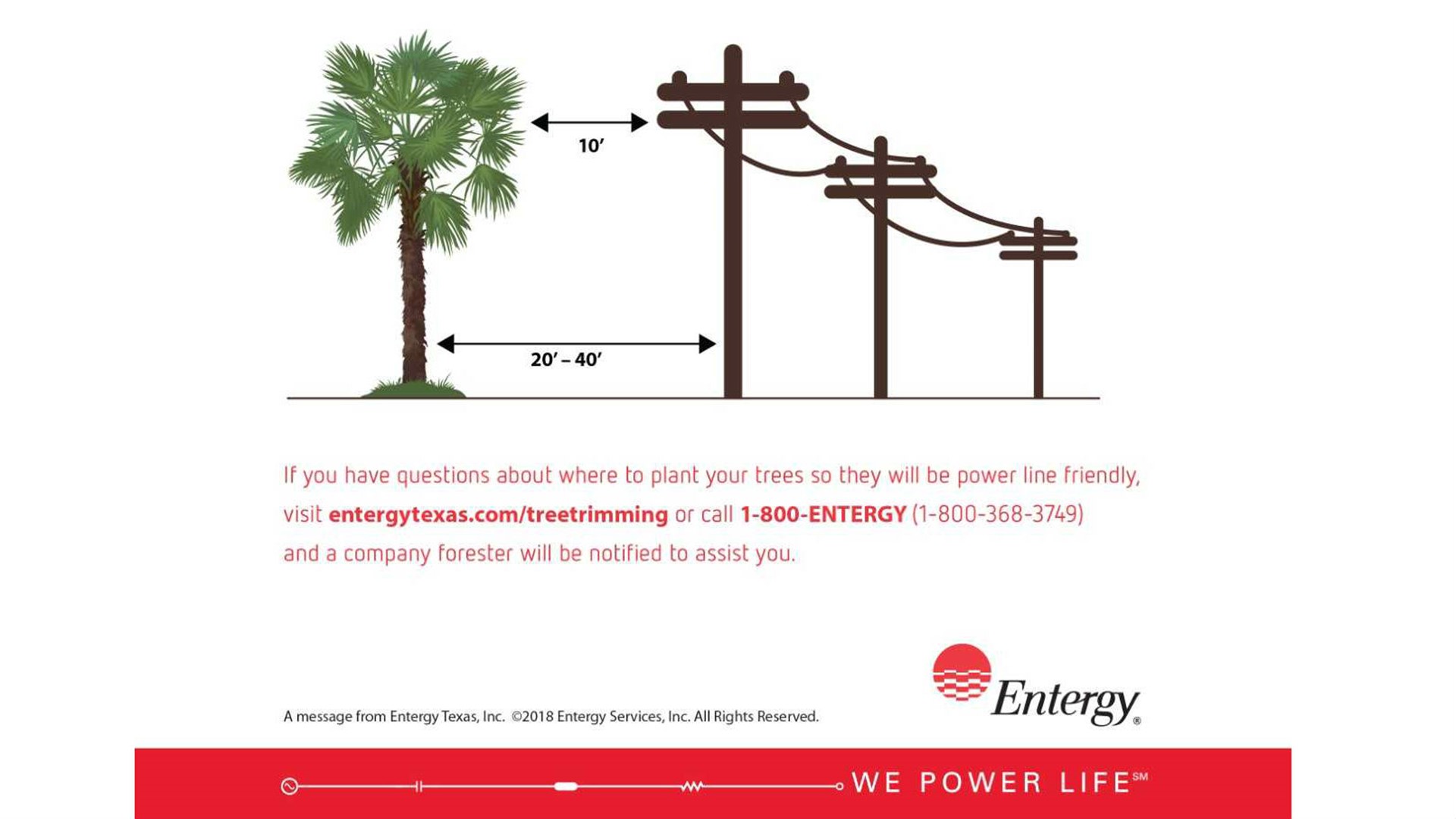 Entergy warns customers not to plant palm trees near power lines