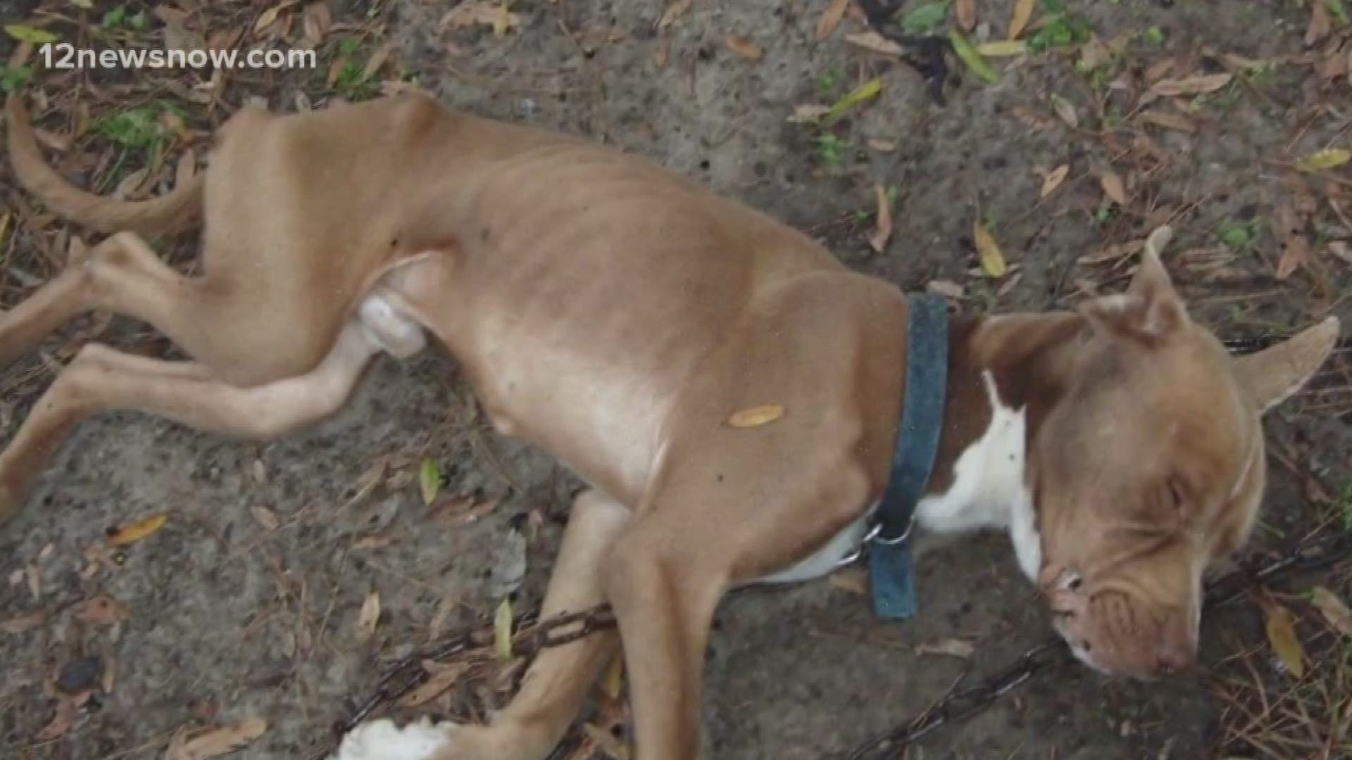 Beaumont woman fined, sentenced to 2 years probation for animal cruelty for neglecting dogs	