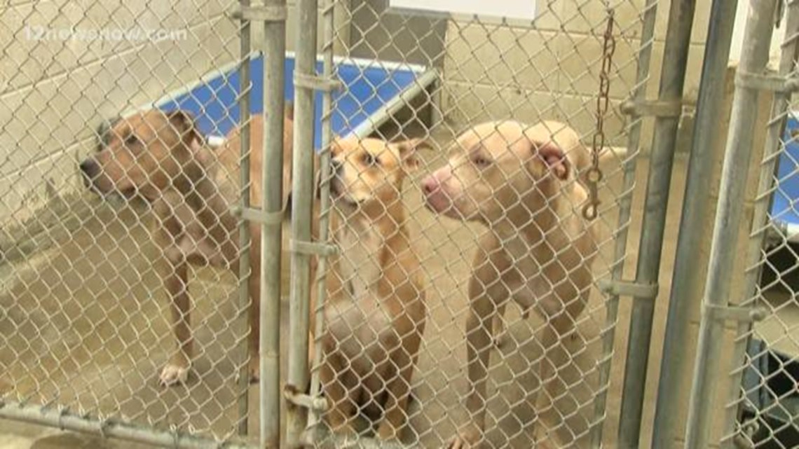 Beaumont Animal Care offers 20 dollar adoptions Saturday