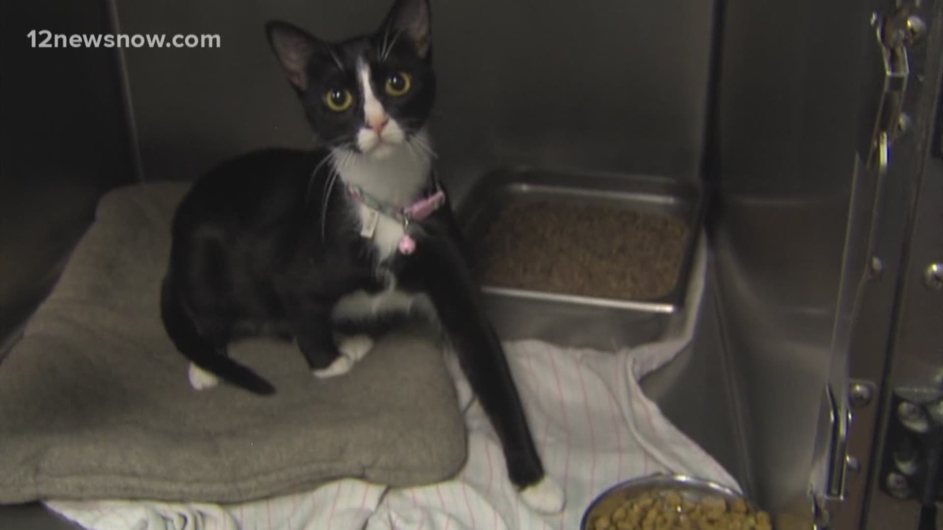 Our special pet of the day is Florence the cat! She's about a year old and was found cuddled up with her kittens. She is very sweet and would love a family to give her some tender love and care.