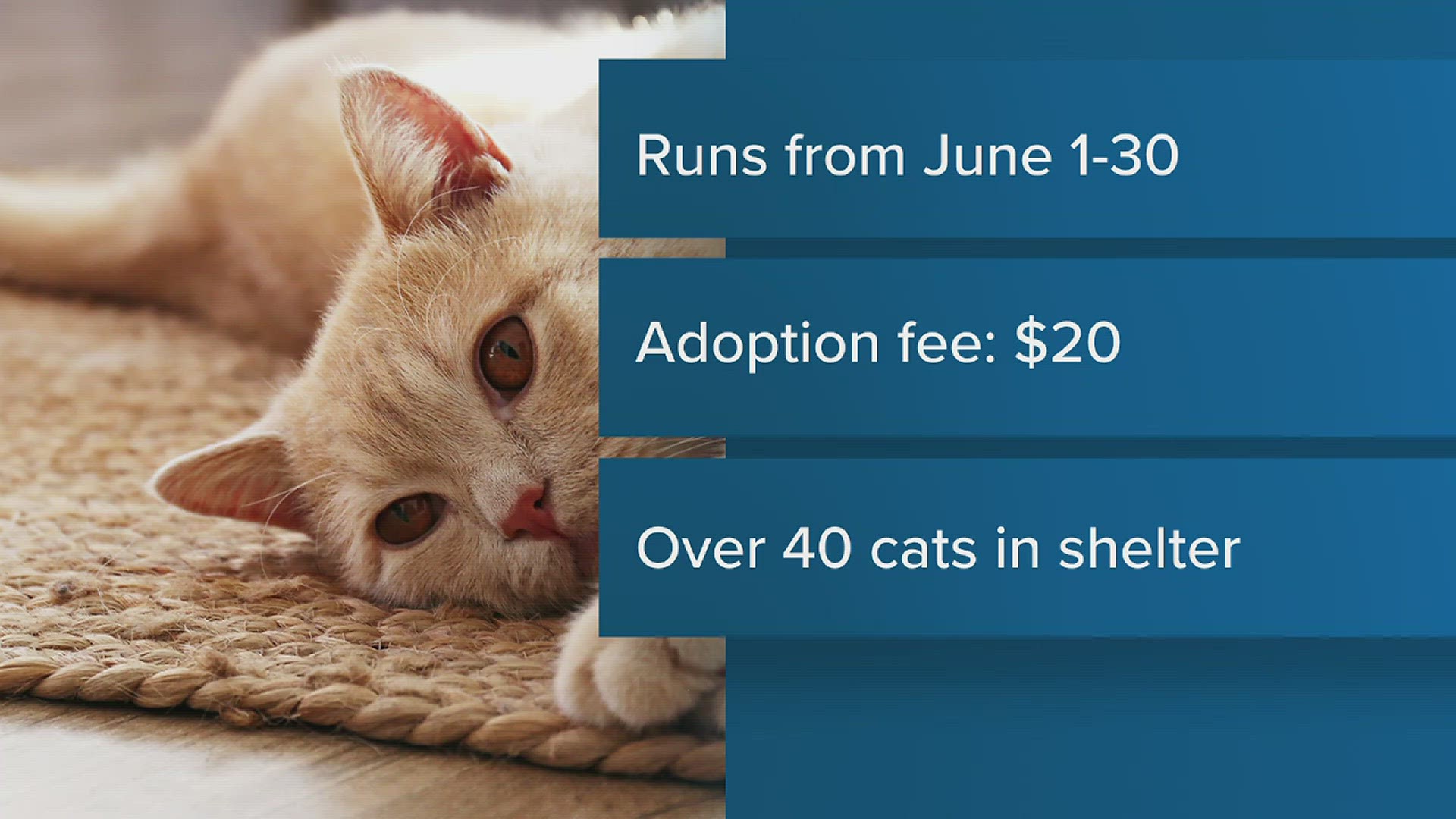 It will be $20 to adopt all calls and kittens. This will include animal's spay/neuter, microchip, first set of vaccines, flea prevention, and de-wormer.