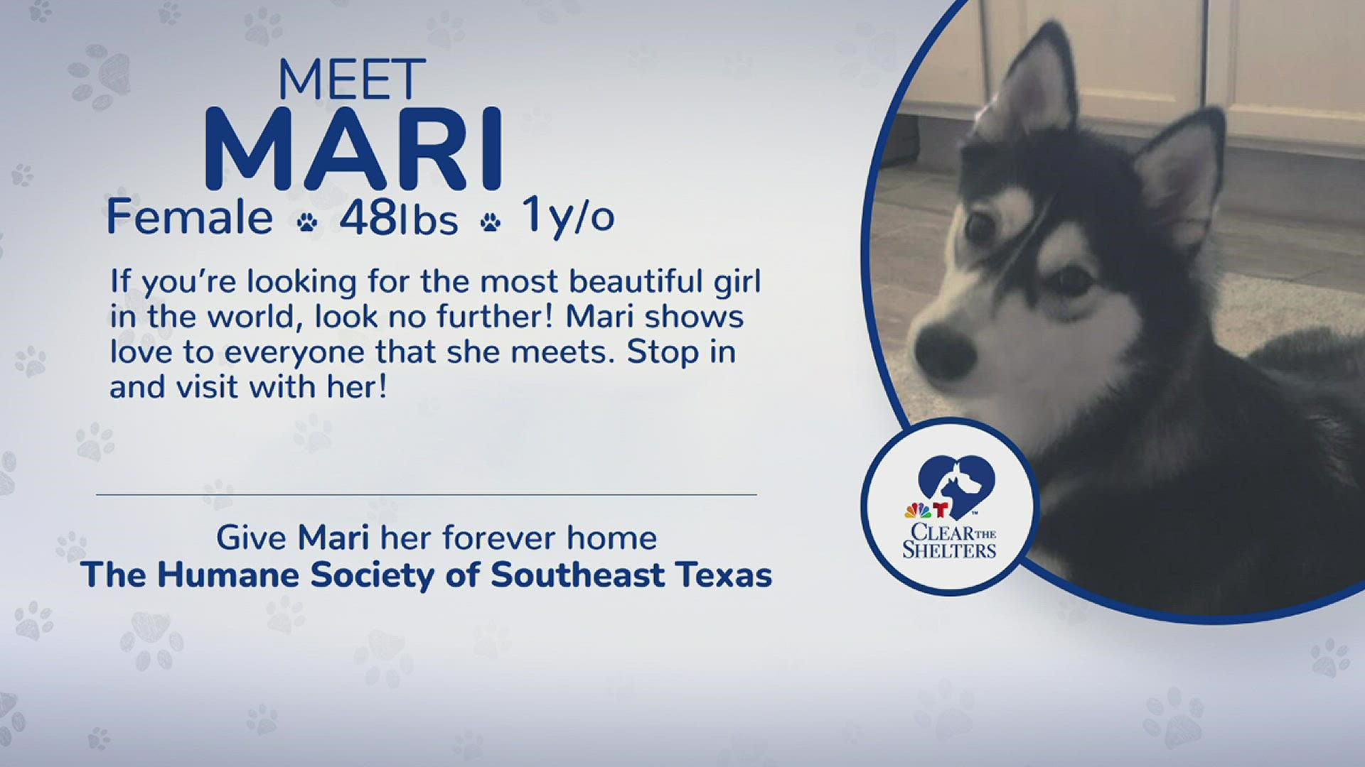 Meet Mari | 12News helping Humane Society of Southeast Texas 'Clear the  Shelters' 