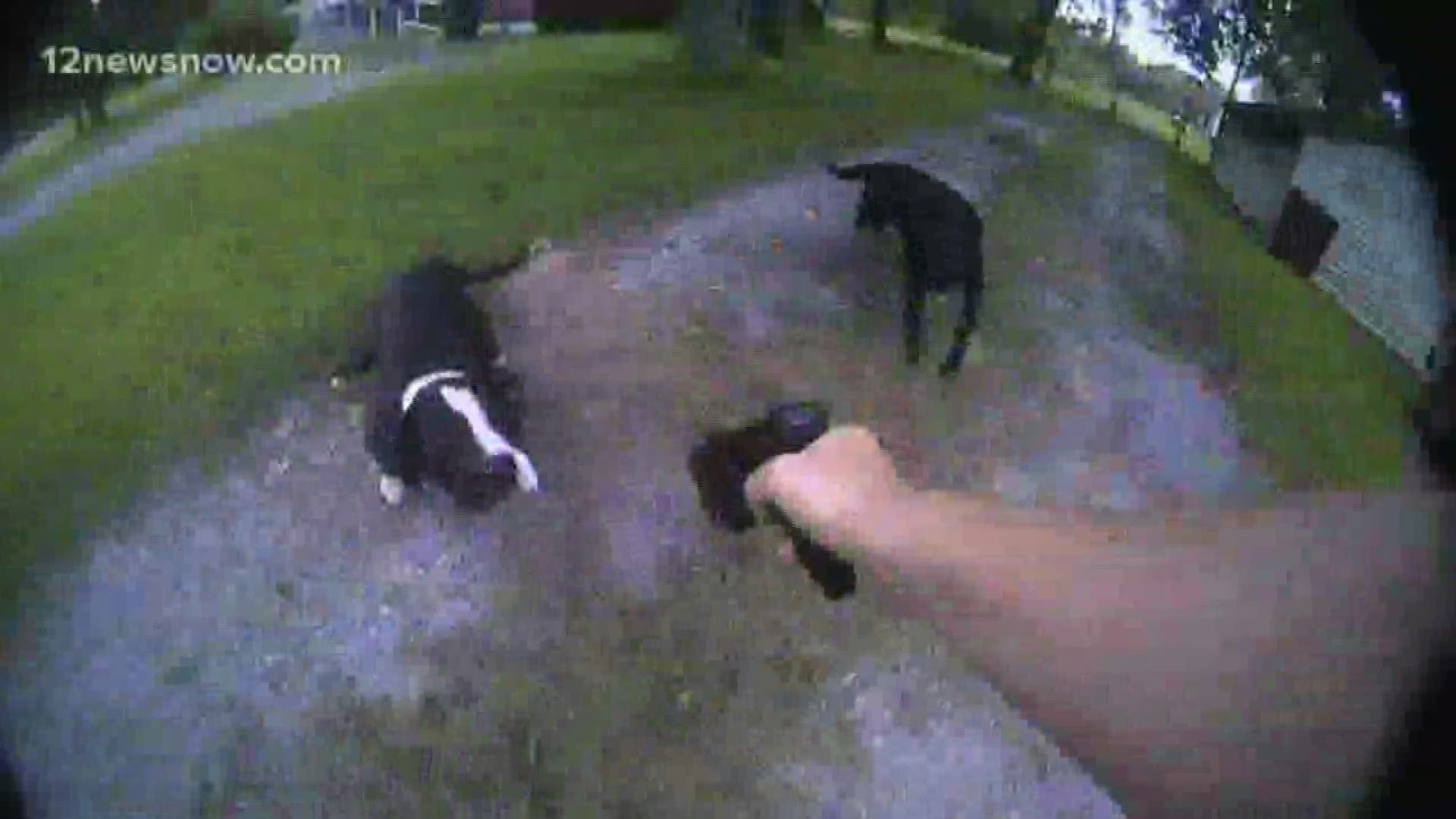 Can a Taser Kill a Dog  