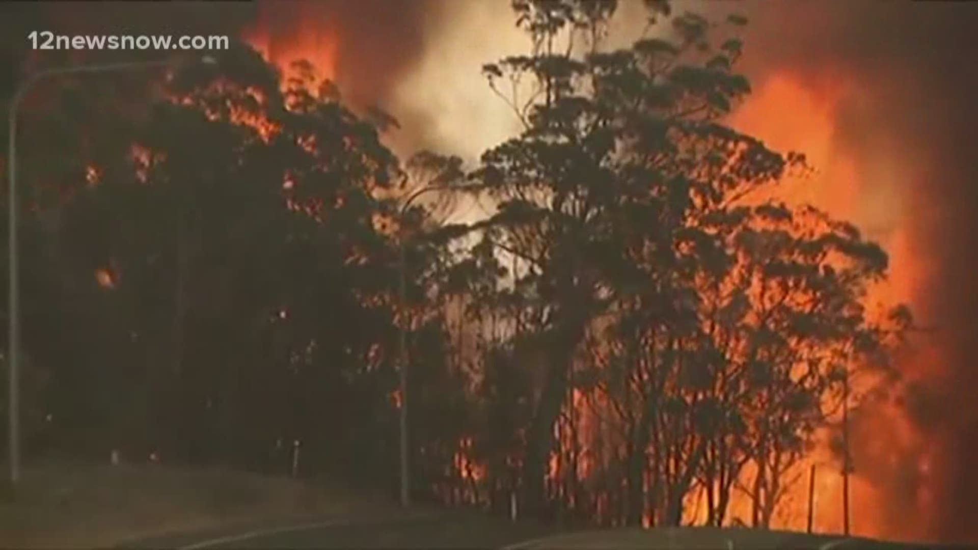 Thousands of koalas have died as a result of the fires