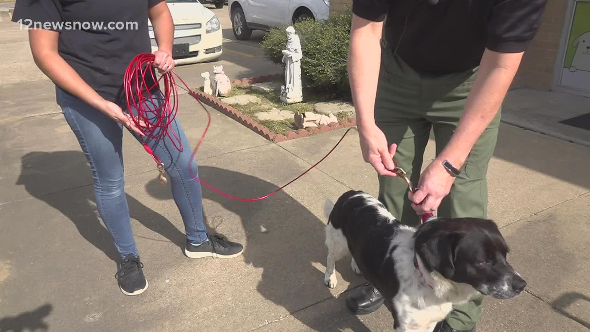 Texas outside dog leash laws take effect Jan. 18, 2022 