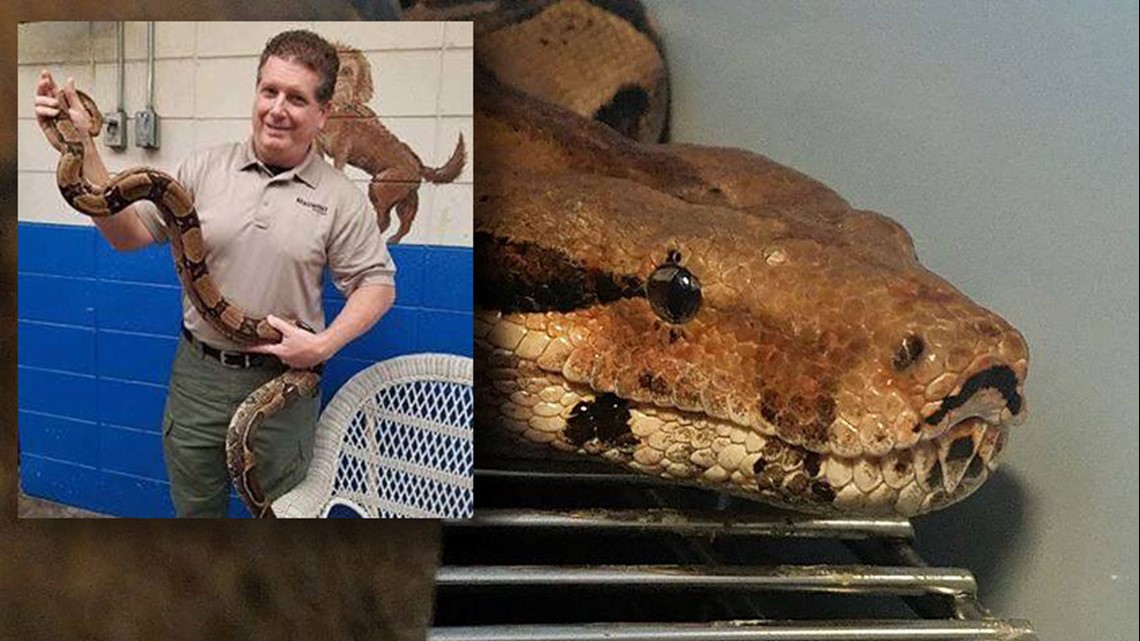 Five foot-long Red-tailed Boa caught Tuesday night slithering down ...