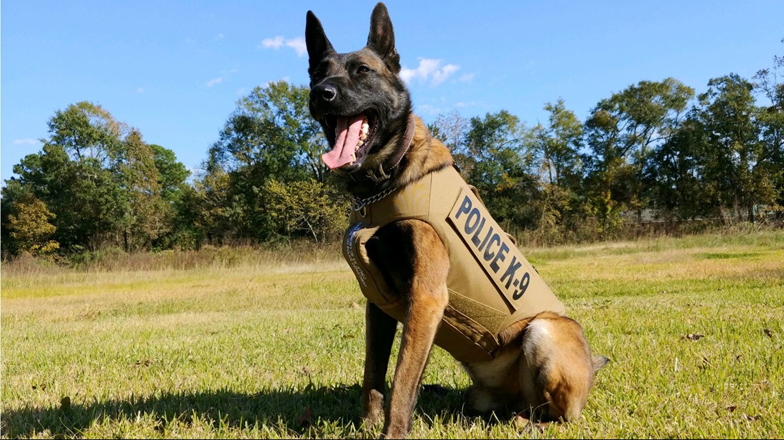 Vidor K9 Gets New Bulletproof Vest From Massachusetts Nonprofit ...