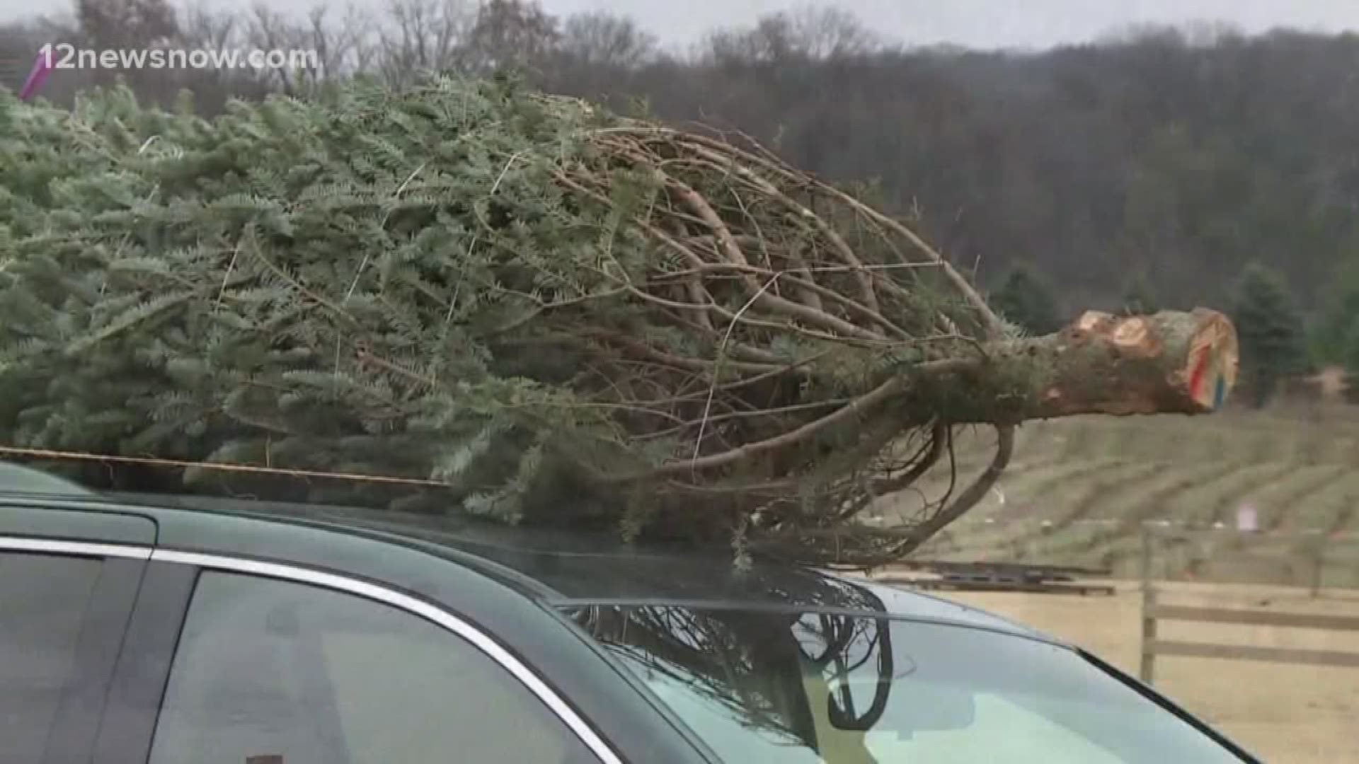 12News reporter Rachel Keller heads to Bozeman's Christmas Tree farm in Lumberton to get some tips on how to keep your tree healthy over the holidays.