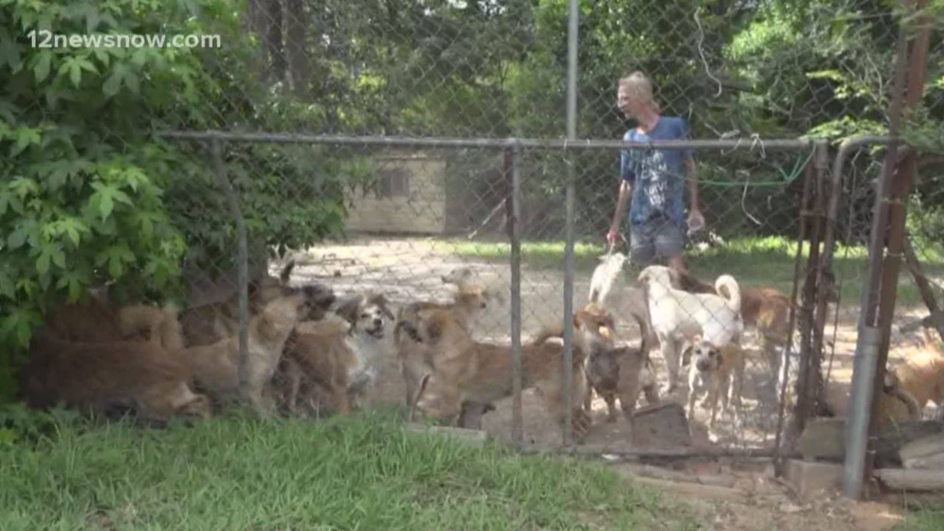 A pack of dogs outside a home in Ivanhoe is breeding concerns among some homeowners. Michael Gray says he has been taking in stray dogs for years, and he now has roughly 50. The city of Ivanhoe has even reached out to try to help by contacting a number of organizations, but so far none have stepped up. Gray applauds their efforts, but says he's most upset with the Houston SPCA.
