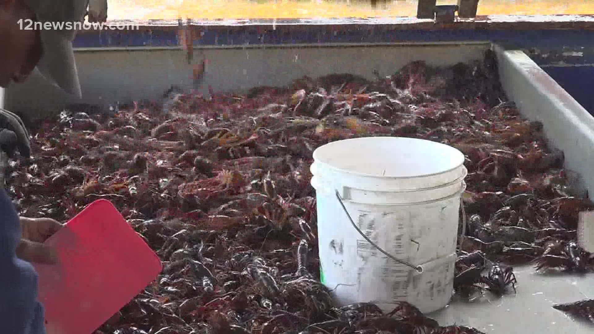 Everyone's looking for mudbugs, but they could be hard to find, and the winter storm and extreme temperatures last week didn't help crawfish farmers.
