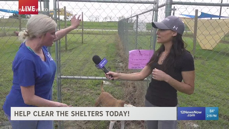 Saturday is the day to 'Clear the Shelters' at the Humane Society of Southeast Texas