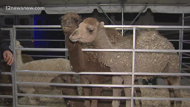 The petting zoo returns to the YMBL South Texas State Fair