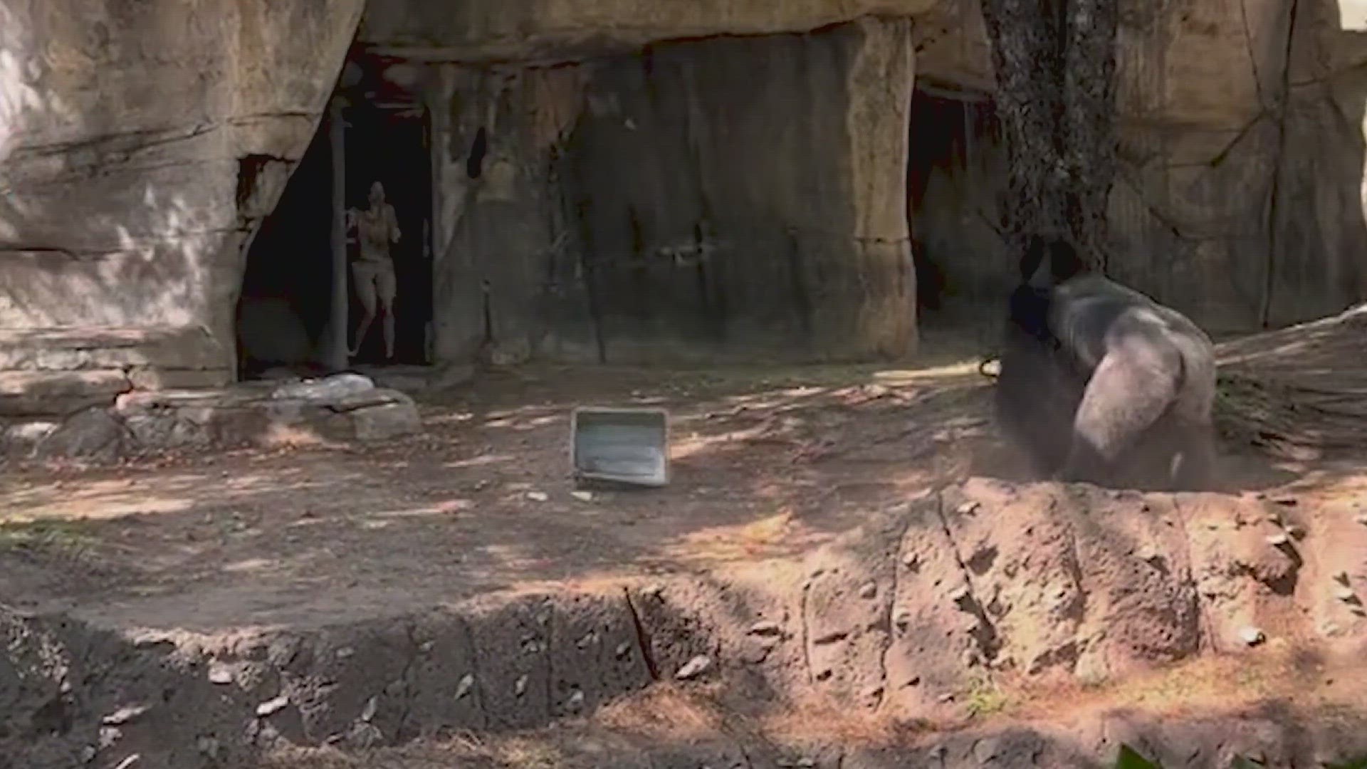Throughout the video, you can hear the fear from zoo visitors as they make calls for help and even pray.