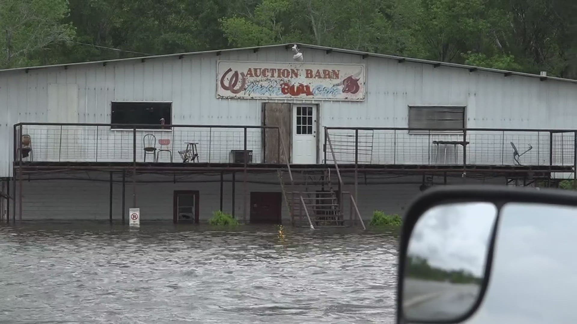 The owner of Kirbyville Auction Barn is preparing to reopen after the livestock at his barn were flooded out of their home.