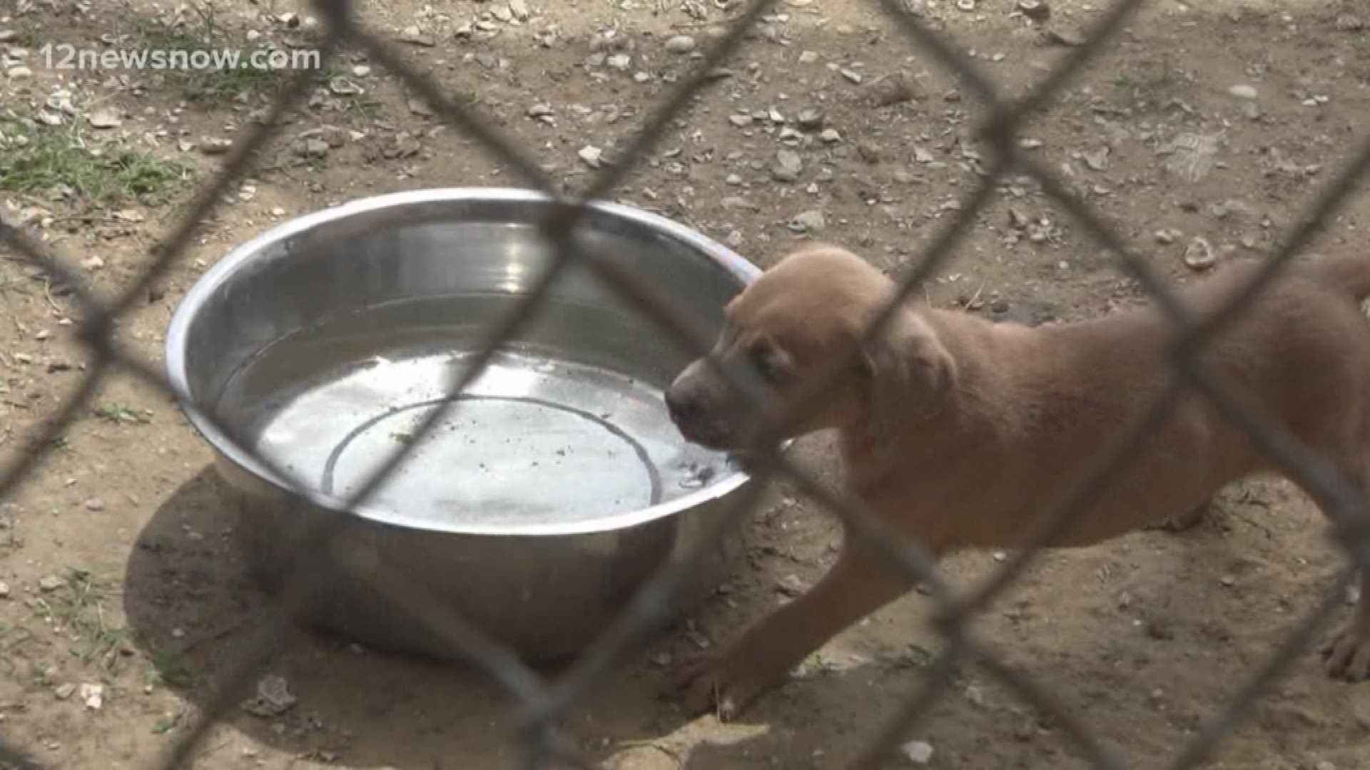 City of Beaumont's animal shelter more than doubles 'live release rate' since 2014