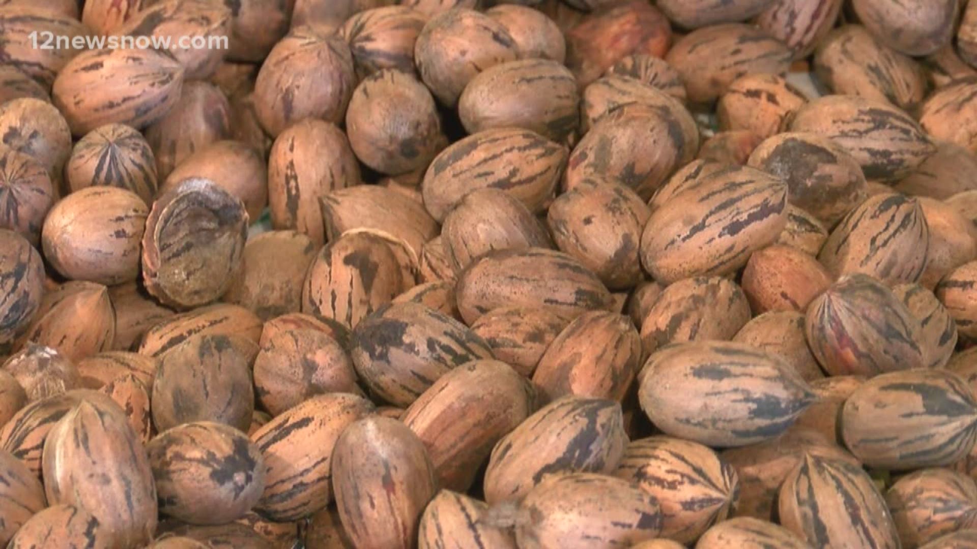 Heavy rains causing pecan trees to produce record numbers of pecans