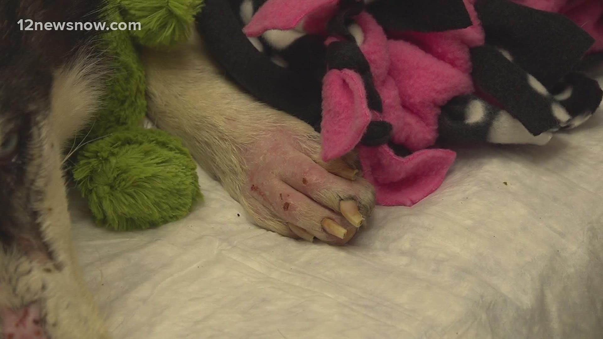 Female dog 'Yodda' recovering after extensive abuse 